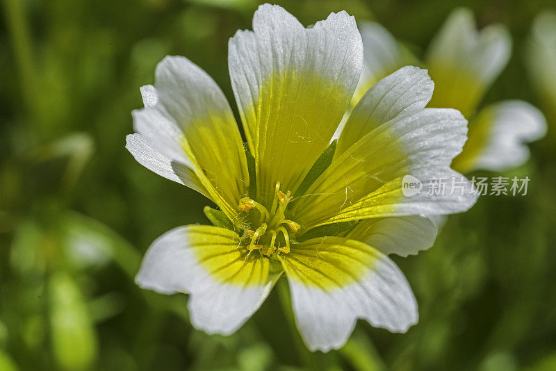 道格拉斯的草地，Limnanthes douglasii，生长在鹤溪地区公园，索诺马县，加利福尼亚州。